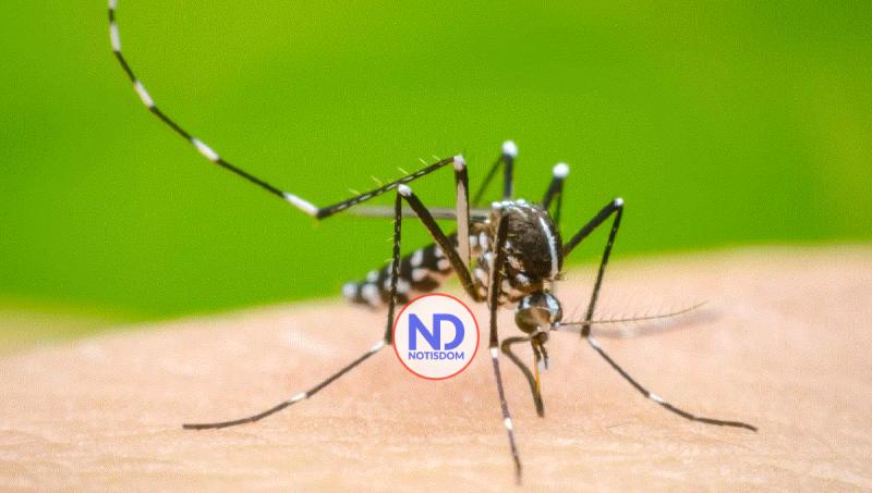 Mosquitos del dengue pueden aprender a tolerar repelentes, revela investigación científica