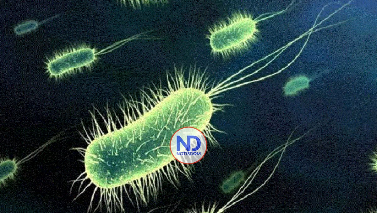 Científicos logran triplicar la capacidad de bacteria E.coli para producir electricidad