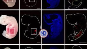 Desarrollan riñones humanizados dentro de embriones de cerdo durante 28 días