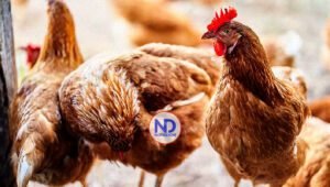 Ecuador reporta la presencia de gripe aviar en Galápagos