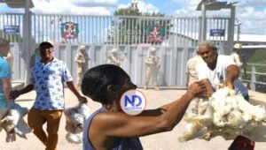 Por cierre frontera regalan las gallinas para no perder dinero