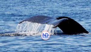 La inteligencia artificial protegerá ballenas y delfines de los barcos