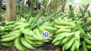 RD suspende exportación de plátano a partir del lunes