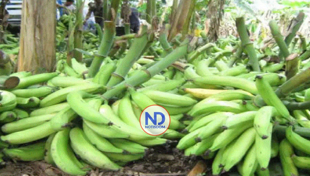 RD suspende exportación de plátano a partir del lunes