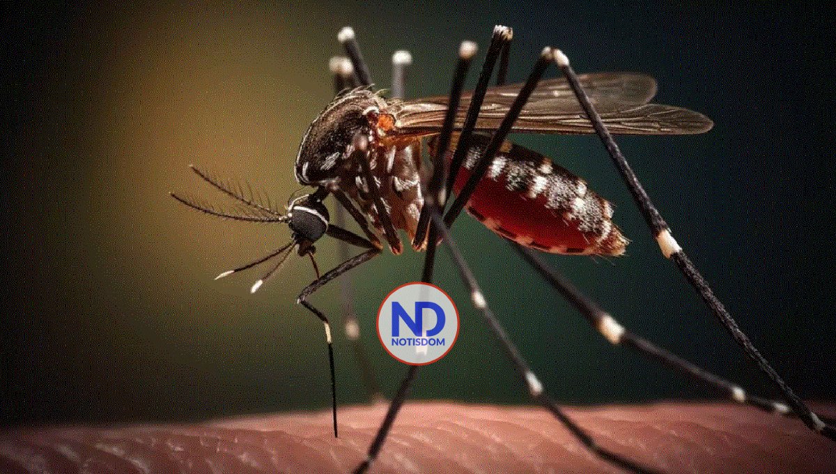 Autoridades anuncian operativo preventivo ante casos de dengue en SFM