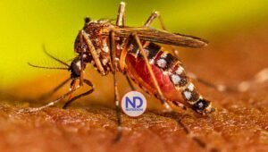 Aumentan muertes y casos probables de dengue, según Salud Pública