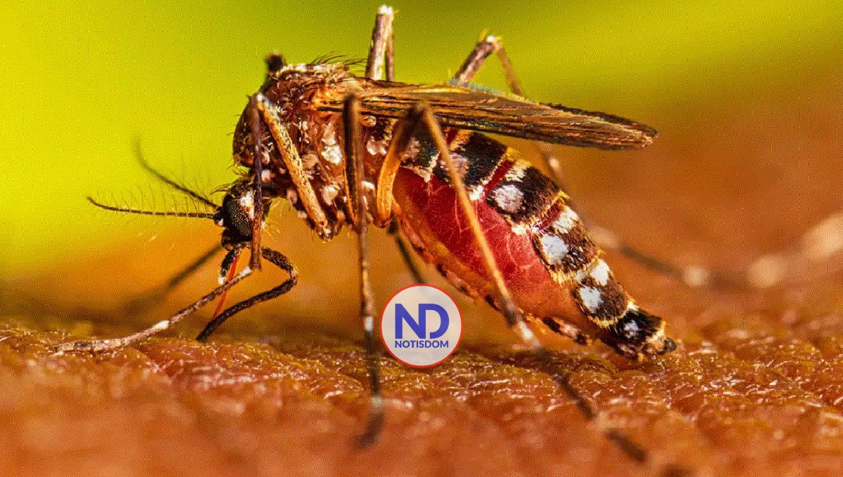 Aumentan muertes y casos probables de dengue, según Salud Pública