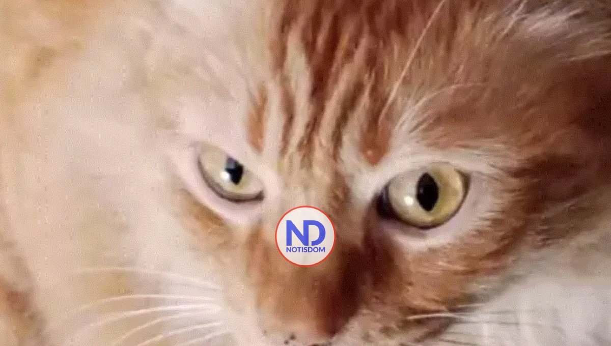 Clonan por primera vez un gato usando equipamientos, reactivos y consumibles chinos