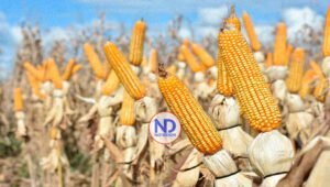 Agricultura prepara terrenos para cultivos de ciclo corto en zonas rurales de Puerto Plata