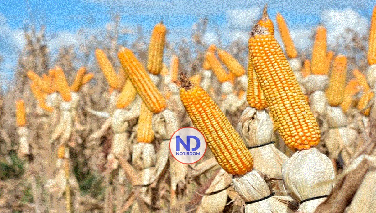 Agricultura prepara terrenos para cultivos de ciclo corto en zonas rurales de Puerto Plata