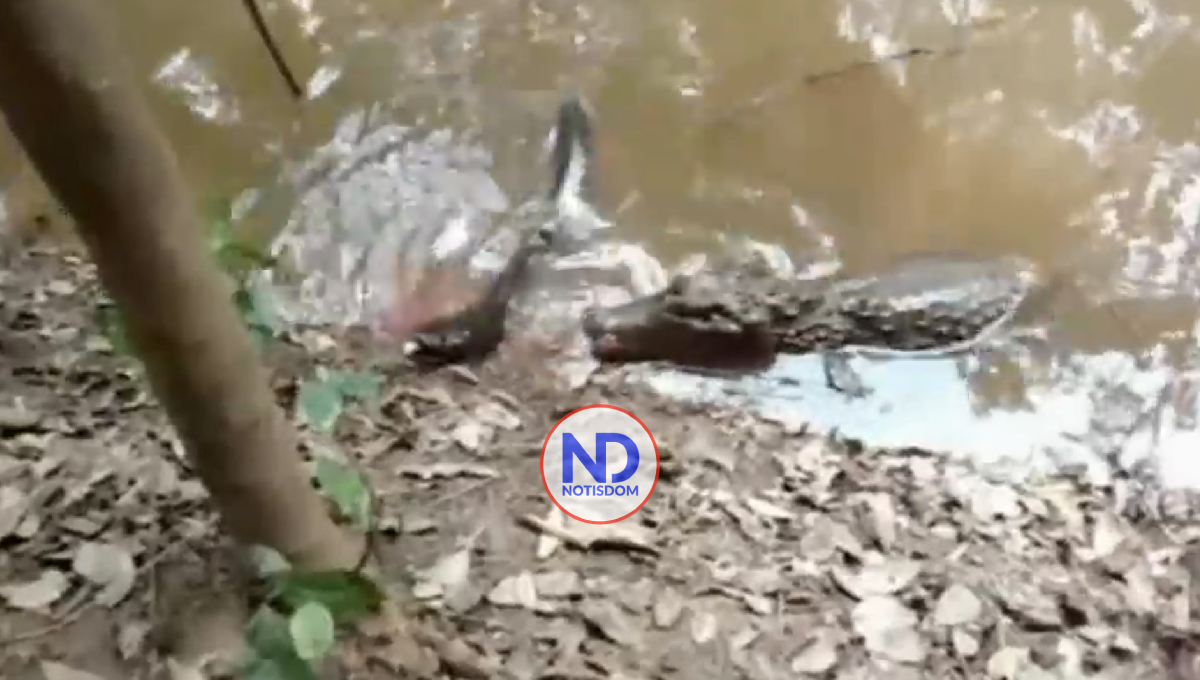 VIDEO | Caimán queda electrocutado al intentar comerse anguila eléctrica