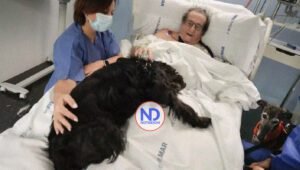 Perros terapéuticos ofrecen caricias que sanan a pacientes en UCI