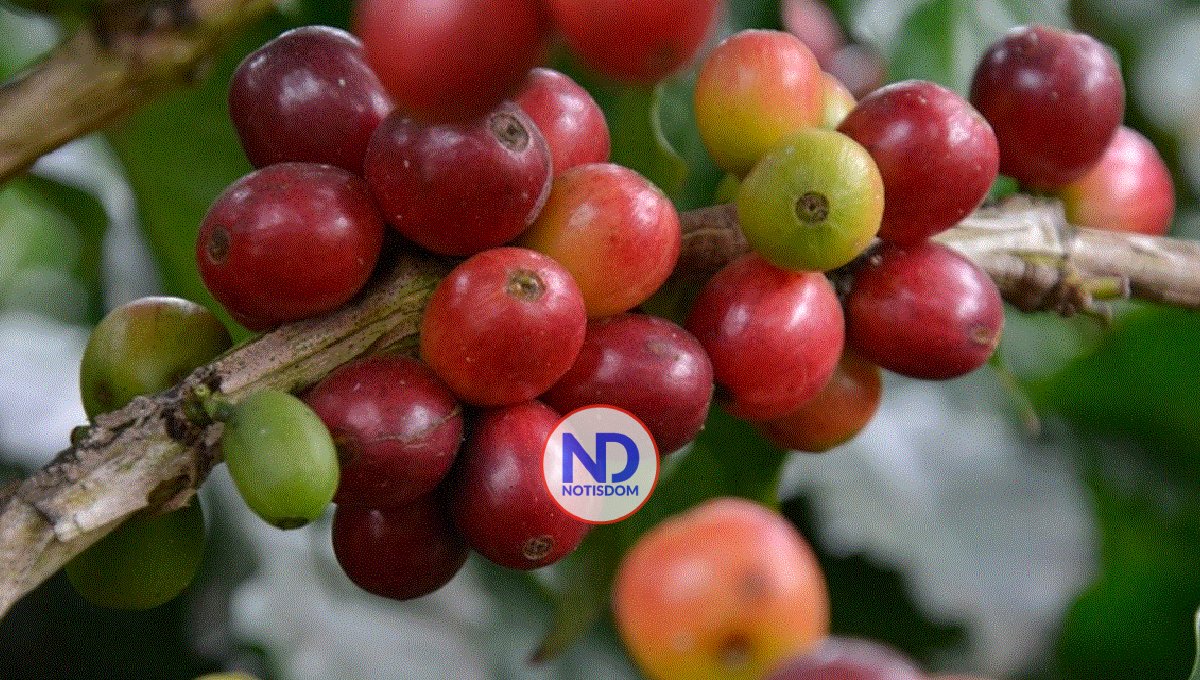 Cambio climático adelanta cosechas de café en las zonas altas y bajas del país