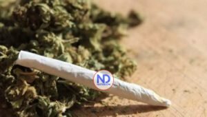 Adictos al cánnabis tienen más riesgo de sufrir cáncer de pulmón