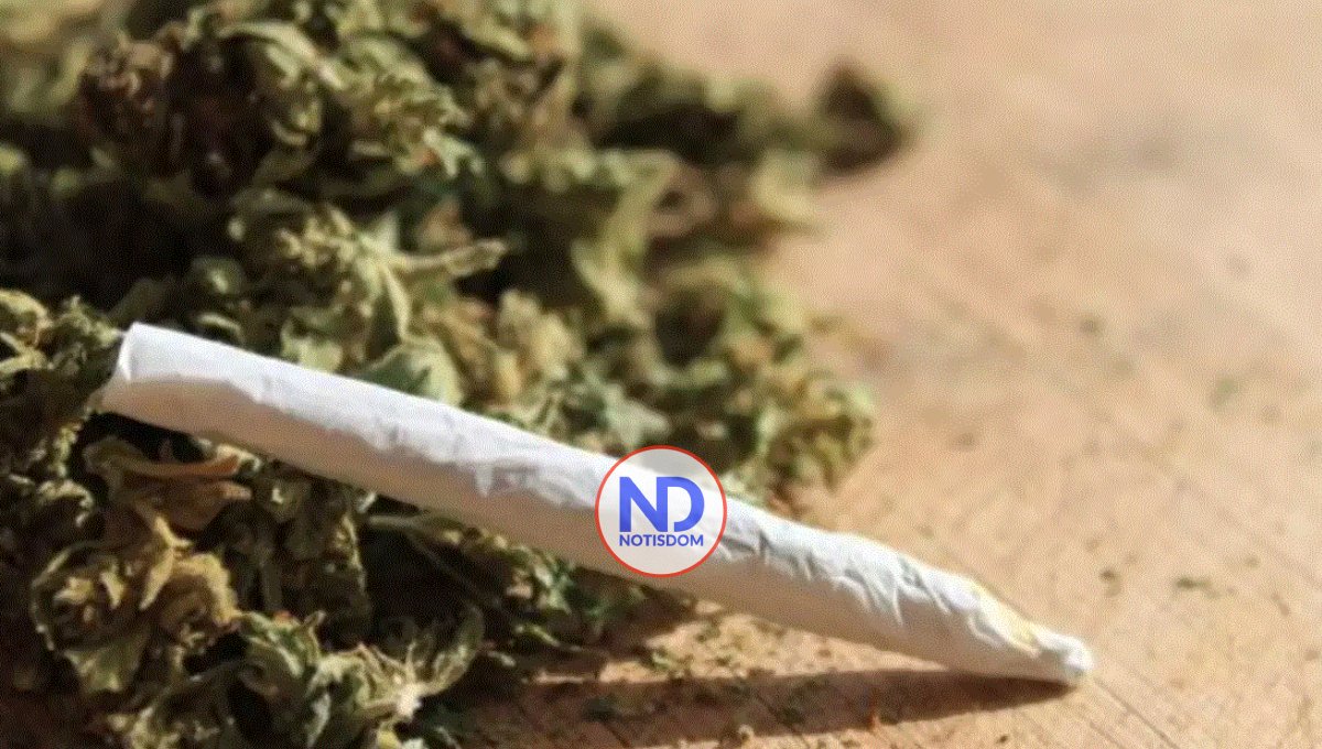 Adictos al cánnabis tienen más riesgo de sufrir cáncer de pulmón 2 Adictos al cánnabis tienen más riesgo de sufrir cáncer de pulmón