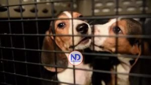 Científicos crean perros autistas para avanzar en estudio del trastorno