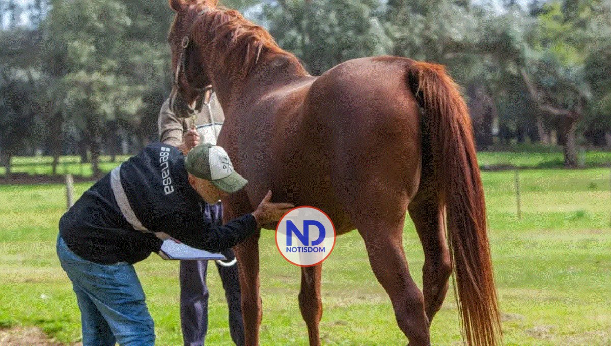 OMS emite recomendaciones ante el primer caso de encefalitis equina occidental en 20 años