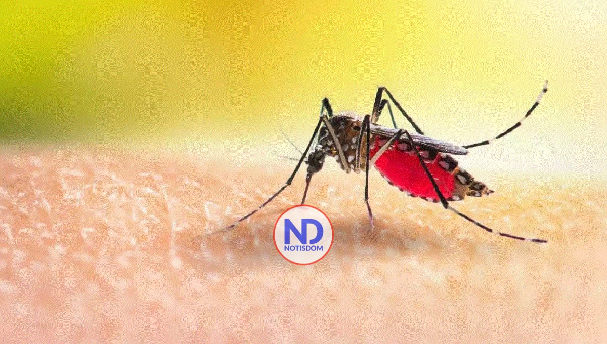 Se asocian empresas  para liberar mosquitos antidengue en el Caribe