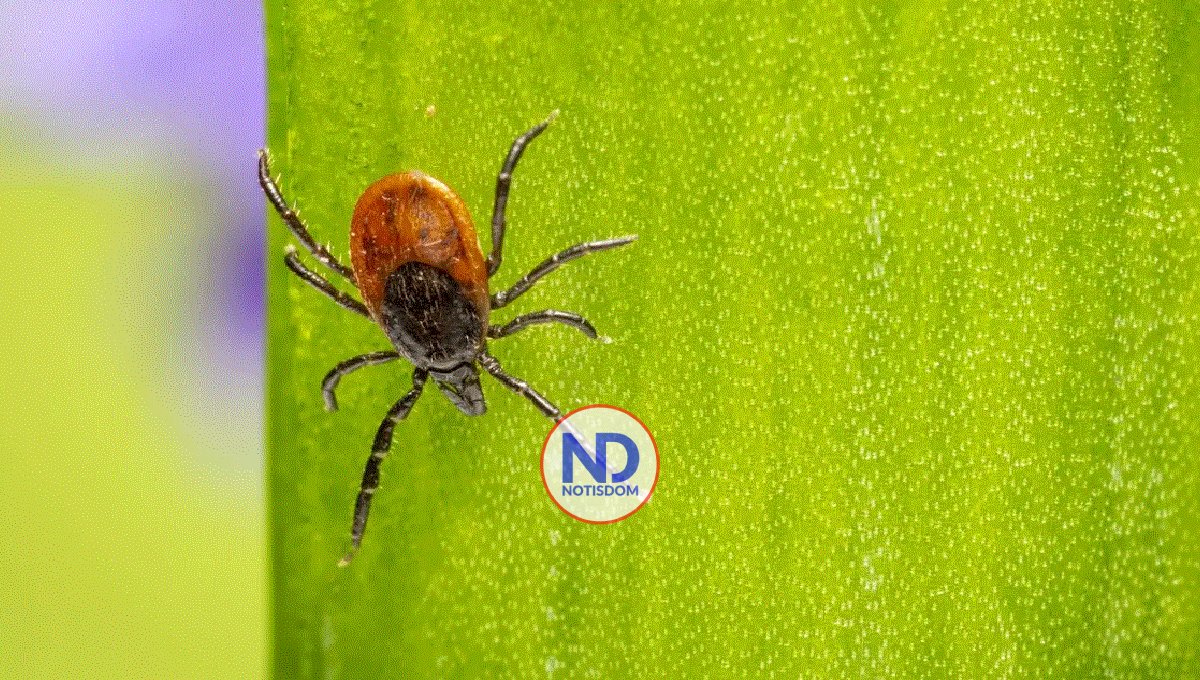 EEUU alerta a viajeros de México enfermedad transmitida por garrapatas