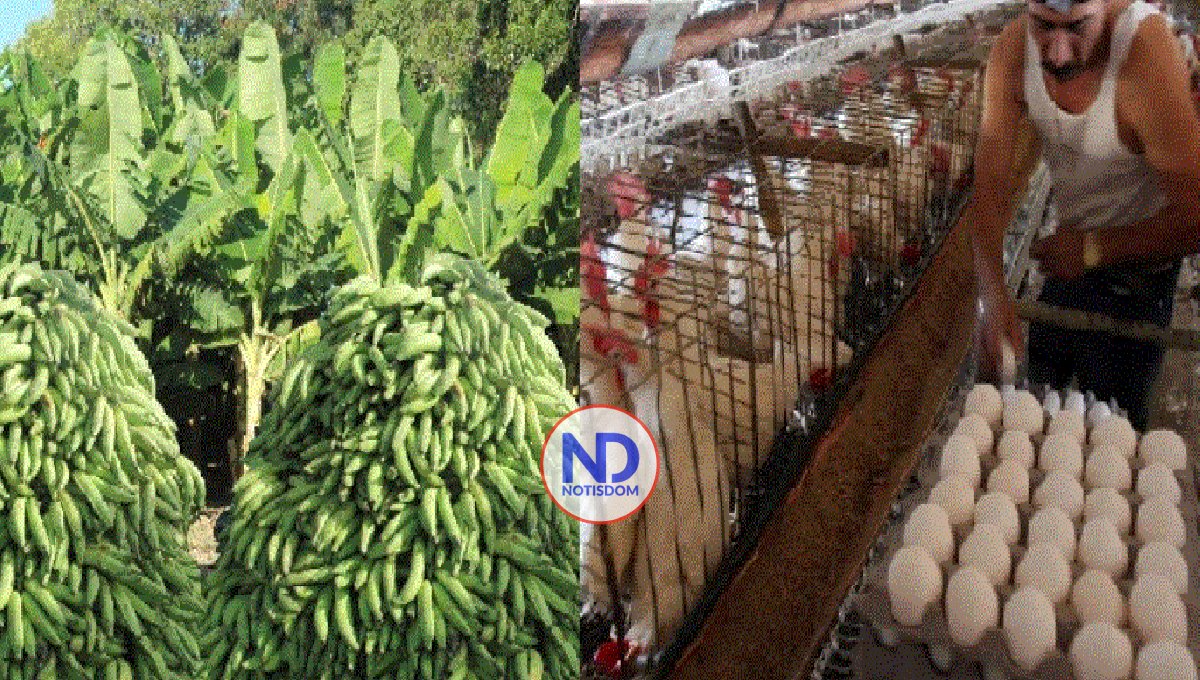 Afirman país produce 2,800 mm plátanos anual y 3,600 mm huevos