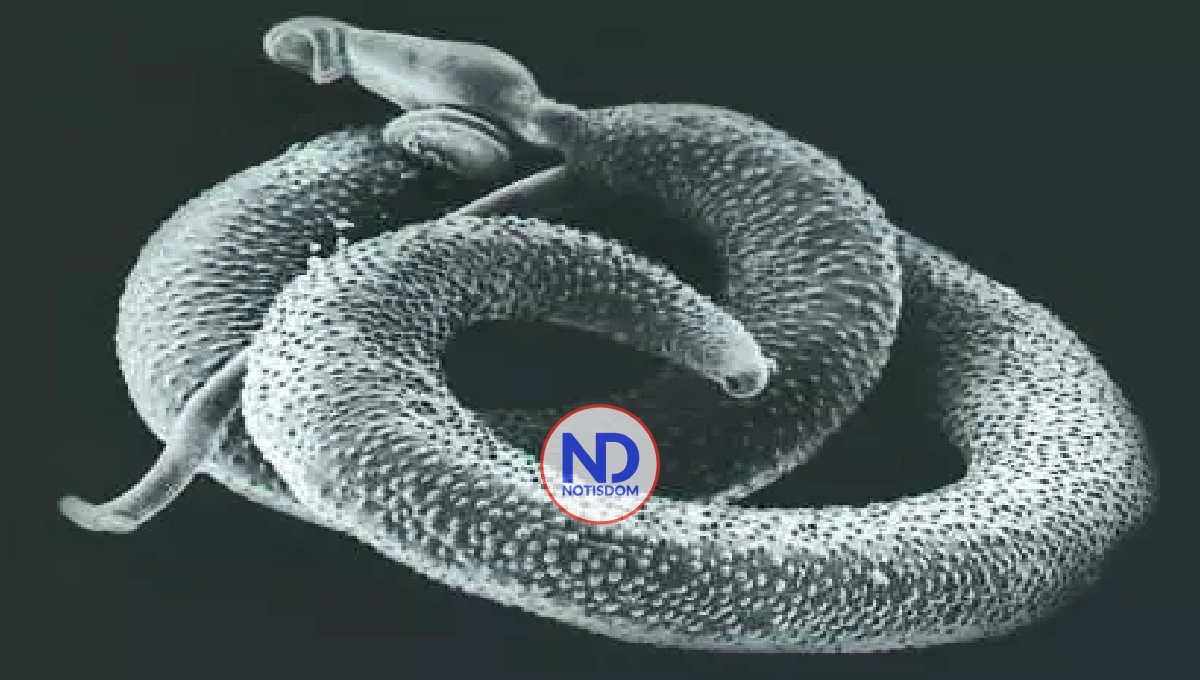 Respaldan fármaco para niños con enfermedad parasitaria esquistosomiasis