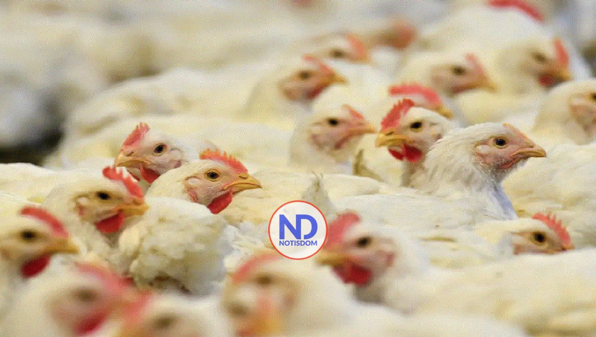 Francia eleva por segunda vez en 10 días su riesgo por gripe aviar