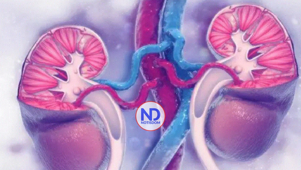 ¿Cómo limpiar los riñones? Así los puede mantener saludables y bien cuidados