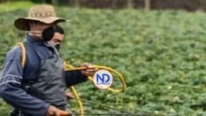 Gobierno contrata experto manejo plagas