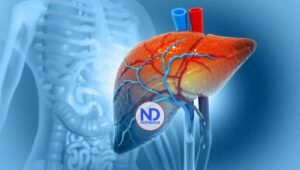 Utilizan por primera vez un hígado de cerdo para filtrar sangre humana