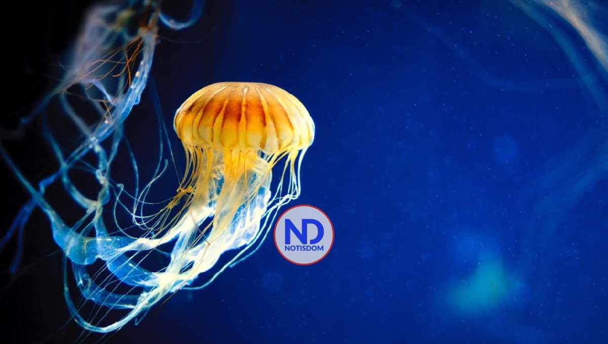 ¡Cuidado! Las medusas pueden picar aún después de muertas