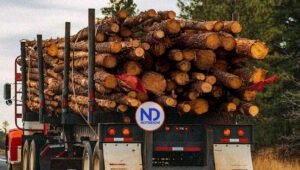 Multan con RD$90 mil agricultor taló y transportó 23 trozos pinos