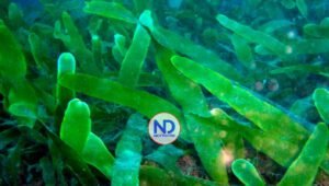 Prueban drones subacuáticos en Italia para explorar fondo marino