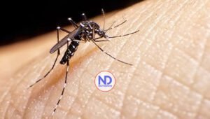 Proliferación de mosquitos pone en vilo a barrios del Gran Santo Domingo
