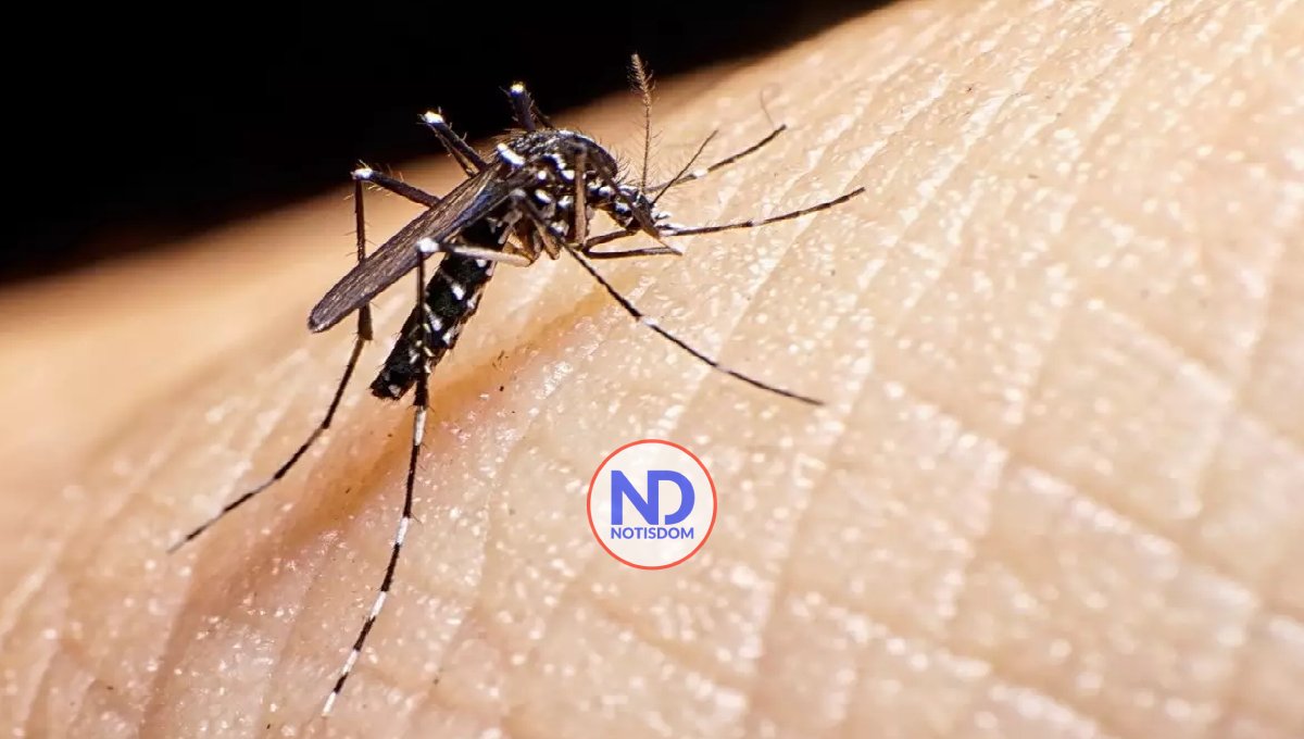 Proliferación de mosquitos pone en vilo a barrios del Gran Santo Domingo