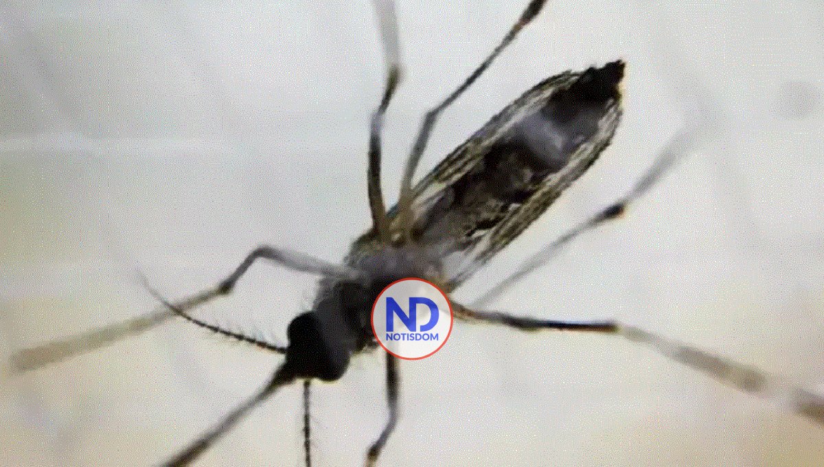 Río de Janeiro declara «el estado de emergencia» ante los disparados casos de dengue