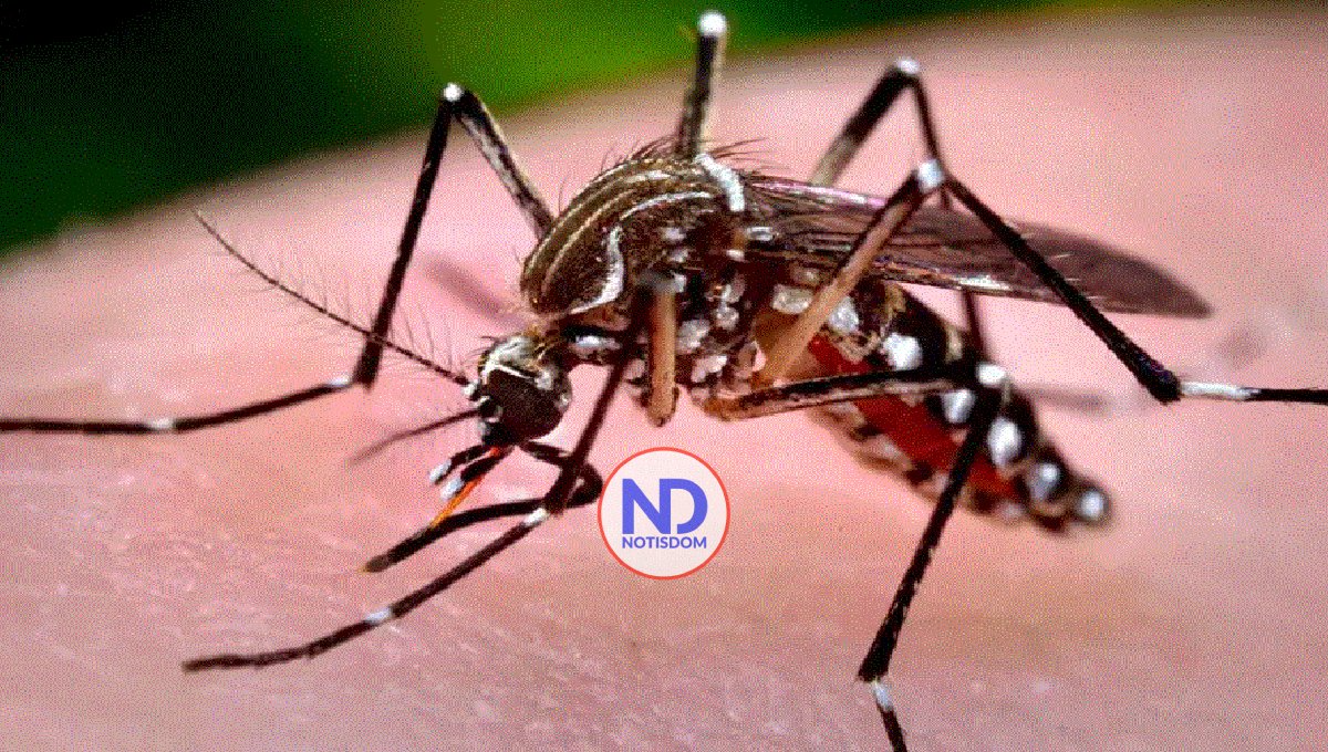 Este año tendremos muchos casos de dengue muy parecido al 2023, advierte experto
