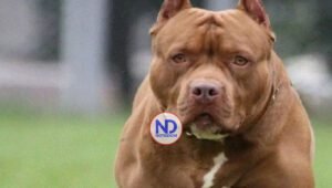 Perro pitbull ataca niño de 8 años Santo Domingo Norte