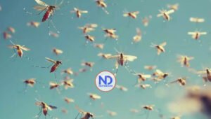 Brote histórico de dengue en Argentina