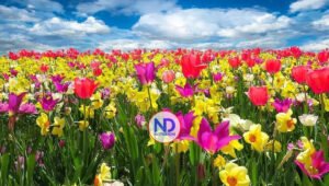 ¡Los árboles florecen! Ya inició la primavera