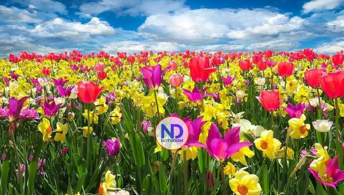 ¡Los árboles florecen! Ya inició la primavera