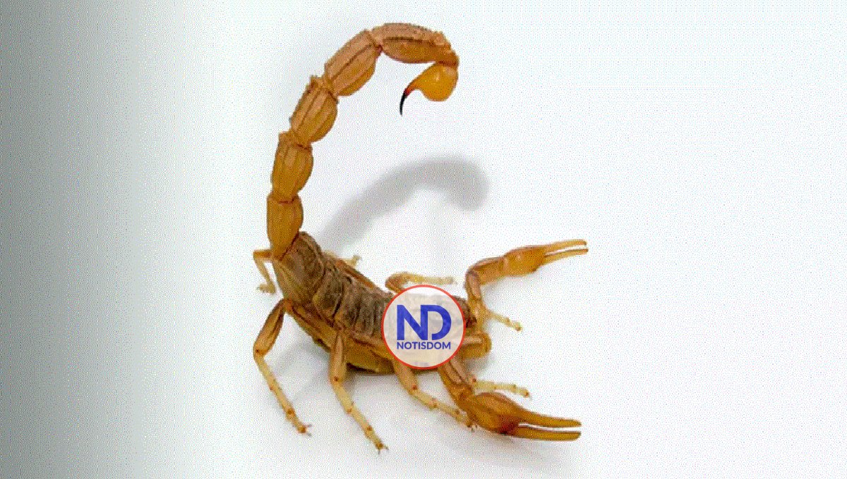 Alacrán le pica testículos a hombre durante estadía en hotel en Las Vegas