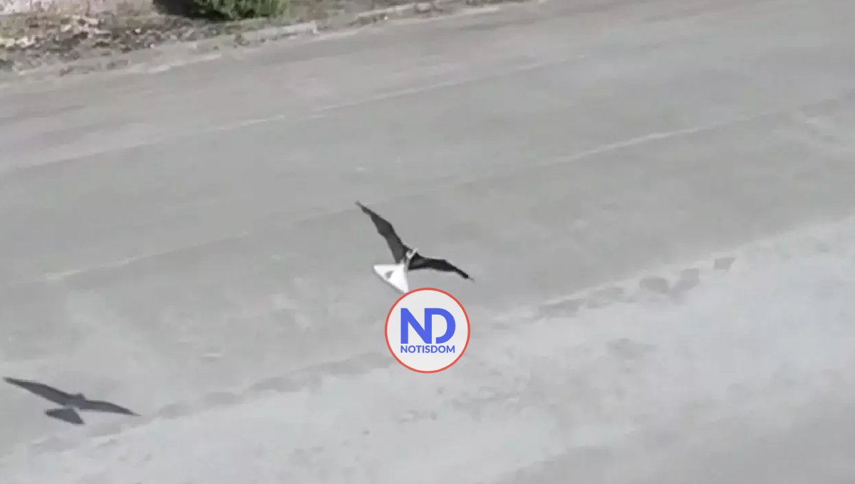 Expertos aeronáuticos chinos presentan un tipo de avión que imita el vuelo de las aves 2 Expertos aeronáuticos chinos presentan un tipo de avión que imita el vuelo de las aves