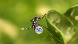 Epidemia de dengue en Latinoamérica alcanza cifras alarmantes en primer trimestre de 2024