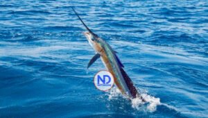 Náutico Santo Domingo anuncia 50 aniversario torneo pez Dorado