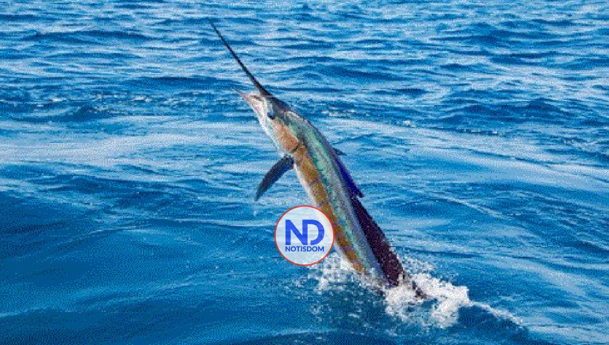 Náutico Santo Domingo anuncia 50 aniversario torneo pez Dorado 2 Náutico Santo Domingo anuncia 50 aniversario torneo pez Dorado