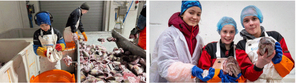 BACALAO Niños que cortan lenguas de bacalao pueden ganar hasta 120€ euros por hora