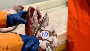 Niños que cortan lenguas de bacalao pueden ganar hasta 120€ euros por hora