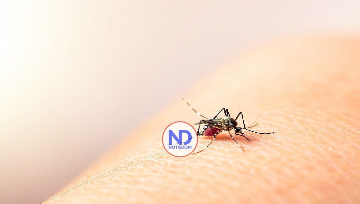 Ante el aumento significativo de casos de dengue ¿Qué debe saber usted para protegerse?