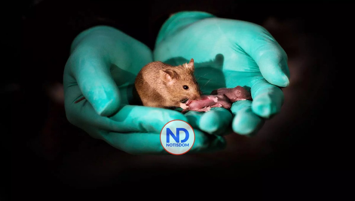 Estudios indican que durante investigaciones ratones “juegan” con nosotros