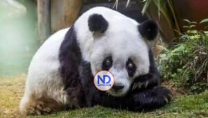 Muere Tan Tan, el panda más anciano de Japón, mientras esperaba su regreso a China